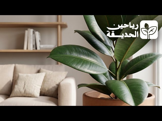 نبتة فيكس مطاطي