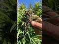 When Is Cannabis Flower Ready To Harvest?