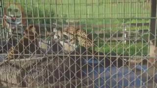 Jaguar vs Tiger