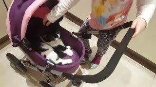 Cat being pushed in a doll pram