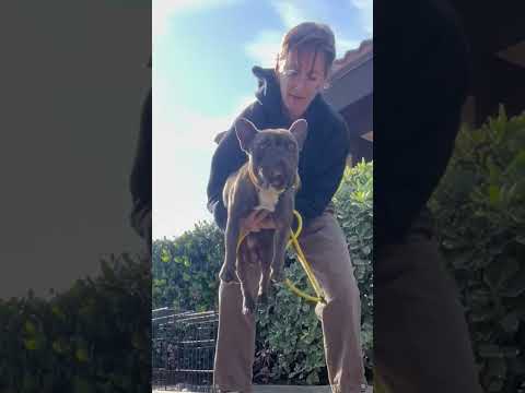 French Bulldog Found In A Crate In A Parking Lot Heals From The Inside Out | The Dodo