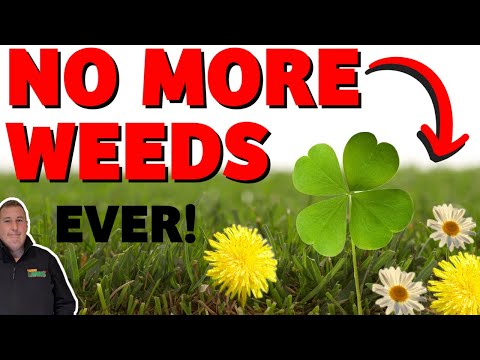 How to kill weeds in your lawn - clover, daisy, dandelions / WEED FREE LAWN the EASY way