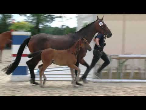 Husmann, Sezuan´s Donnerhall-Fürstenball-Rubinstein