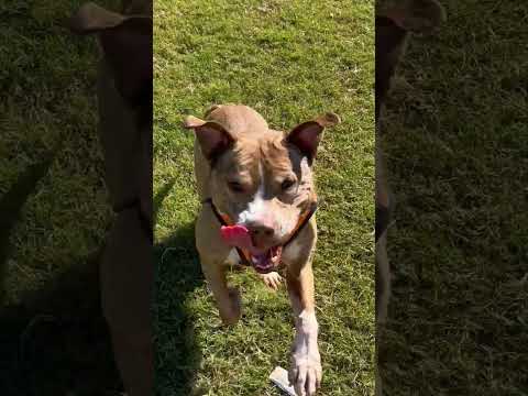 Gianna, an adoptable Pit Bull Terrier Mix in Alpharetta, GA_image-1