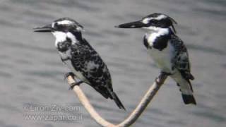 preview picture of video 'Birds of israel - Pied Kingfisher - פרפור עקוד'