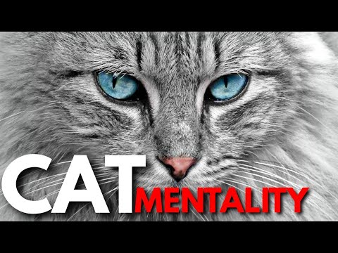 Unlocking The Secret Of Cat Behavior: Trips & Tricks!