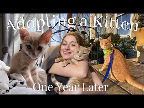 What To Know Before Adopting A Kitten in 2021 | Cat Update (1 Year Old)