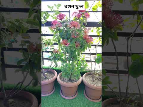 #rongonflower #balconygarden