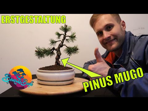 START IN RICHTUNG BONSAI KIEFER! Erstgestaltung einer Pinus Mugo Mops die kleine Bergkiefer