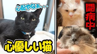 【感動】闘病中の猫を心配する『優しい保護猫』