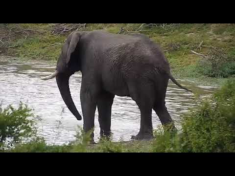 Djuma: Lone Elephant crosses the water in dam - 16:26 - 11/03/20