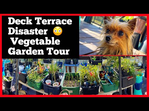 , title : 'Small Space Balcony Garden Growing Food on Patio Deck / How to Grow Vegetables Container Gardening'