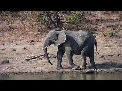 Djuma: Lone Elephant getting drink at the dam - 15:03 - 08/28/20