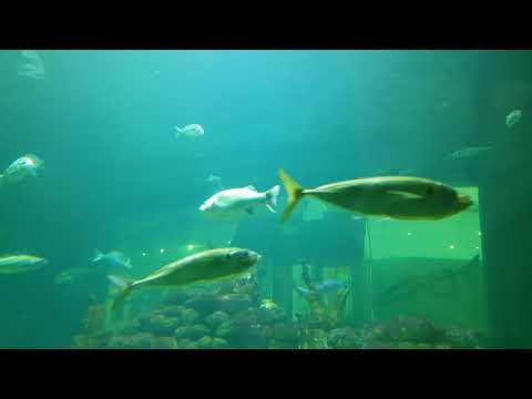 Besøg På Nordsø Akvariet