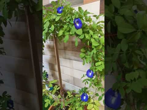 Beautiful aparajita plant😍 #aparajita #blueflowers #decorationideas #viralshorts