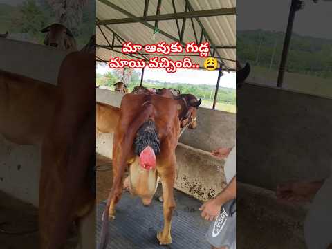 మా ఆవుకు గుడ్ల మాయి వచ్చింది.. 😩 #gircow #desicow #dairyfarm