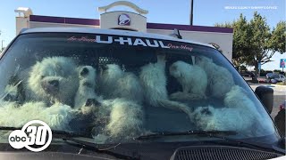 Woman arrested after 106 cats seized from Merced County U-Haul van, deputies say