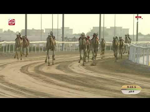 ش 1 (الظعاين) لـ هجن الشحانية 12:22:22  ، مهرجان ختامي الشحانية 2026/04/26 ثنايا