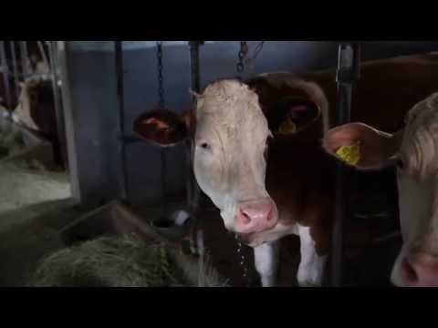 AGROBIZNIS - Stočarstvo, Aleksa Kostić (Nikšić)