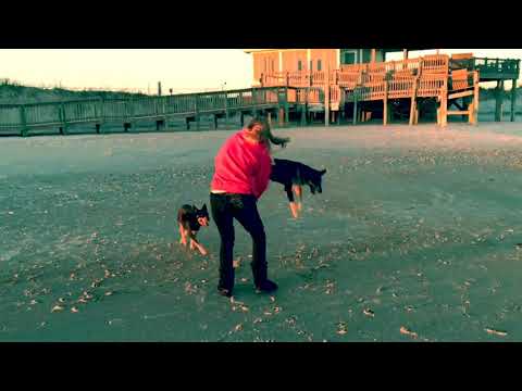 Sams school for dogs video.