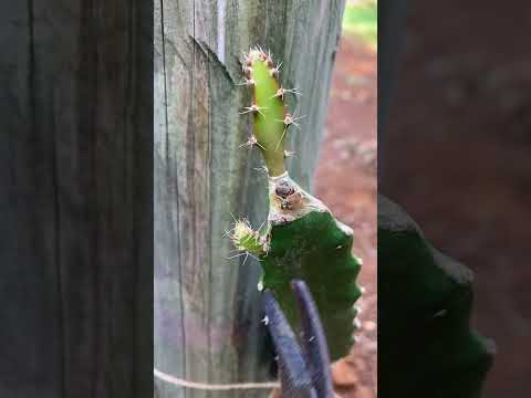 ドラゴンフルーツ、ピタハヤ 植物