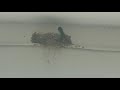 A bachelor barn swallow murders the other swallows' babies