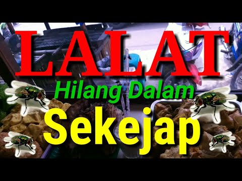 download lagu mp3 mp4 Tips Rumah Bebas Lalat, download lagu Tips Rumah Bebas Lalat gratis, unduh video klip Tips Rumah Bebas Lalat