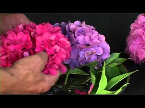 download lagu mp3 mp4 Forever Pink Hydrangea Pruning, download lagu Forever Pink Hydrangea Pruning gratis, unduh video klip Forever Pink Hydrangea Pruning