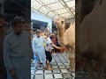 Camel Being Cut