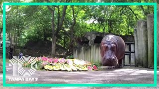 55-year-old hippo celebrates her birthday