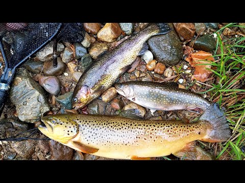 Virginia Trout Stocking and "Trout Slam" Big Brown & Bonus Hybrid Trout (April)