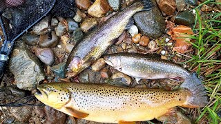 Virginia Trout Stocking and Trout Slam Big Brown & Bonus Hybrid Trout (April)