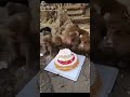 Monkey Birthday Funny Video For What S App Status Video