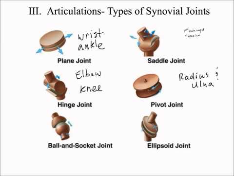 Types of Synovial Joints
