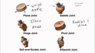 Types of Synovial Joints