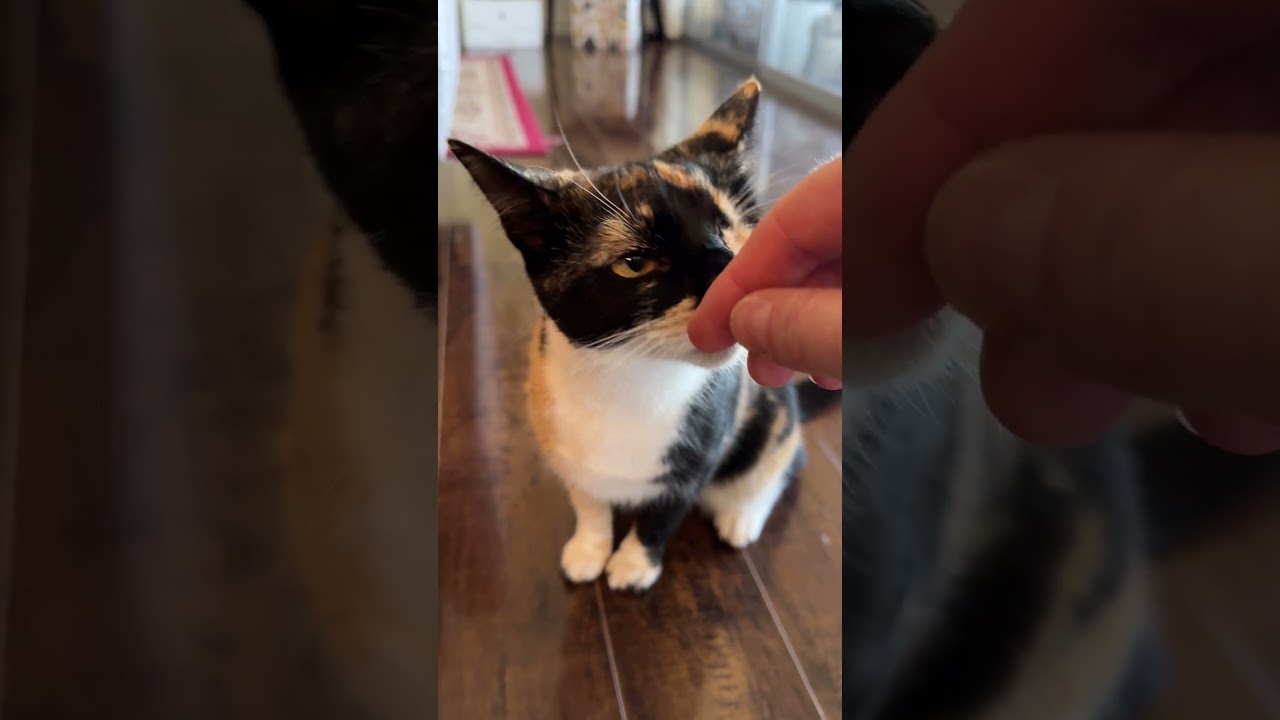 Enlarge 1-eyed Rainbow, a Adoptable mixed breed in Toluca Lake, CA video 5/5