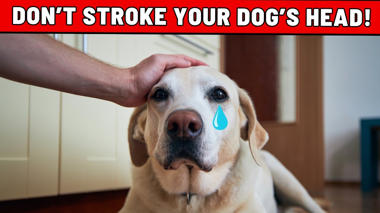 YouTube video preview