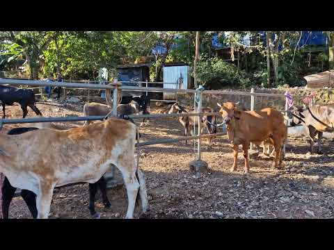 Tiangue de Osicala, Morazán Sur, El Salvador