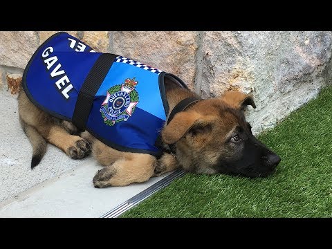 Too cute for the police - police dog has to stop training