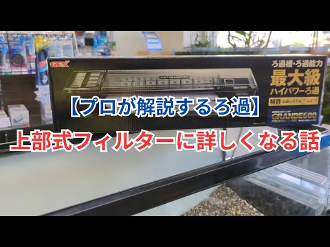 レプトブラキウム ハッセルティについて詳しく解説