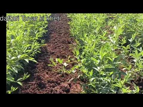 Tuvar ki kheti 🌱 Arhar ki kheti 🌱pegan | nili lehrati hui Tuvar