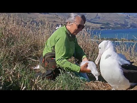 Royal Albatross~Morning weigh & check with Ranger Sharyn~9:52 am 2023/01/29