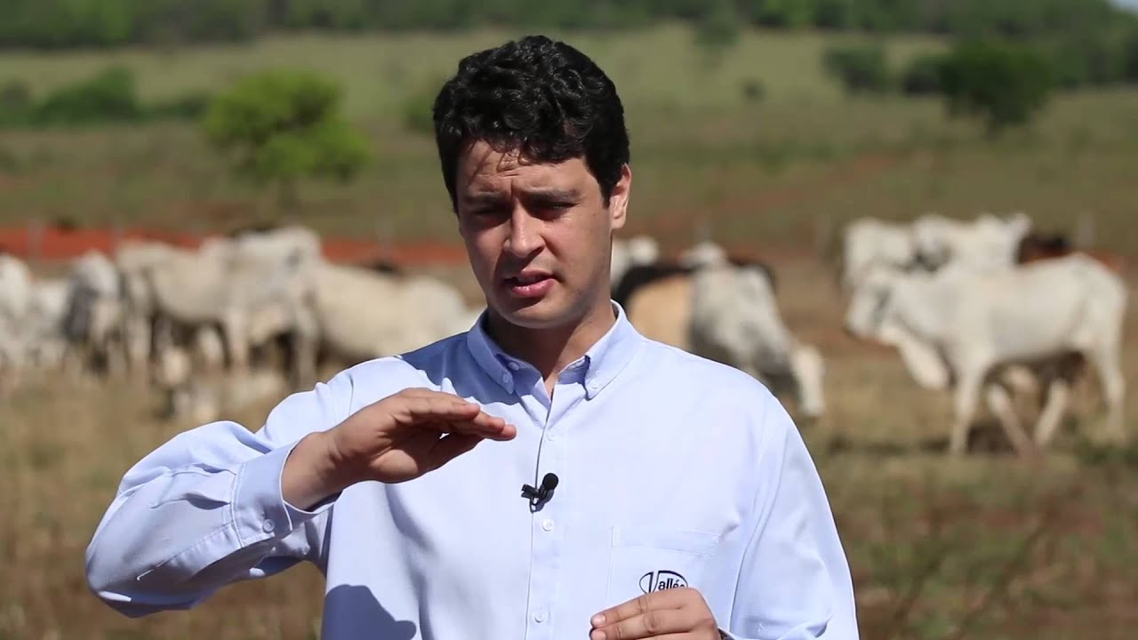 Doenças reprodutivas em bovinos de corte - BVD