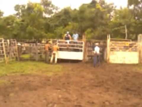 cia de rodeio triangulo L rio verde ms touro psicopata x leandro rodrigues