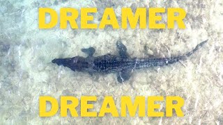DREAMER DREAMER - BELLSTARR (Official video)