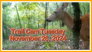 Trail Cam Tuesday   November 26, 2024