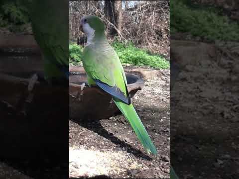 Birdday 154 Lora Cotorra 2708 25