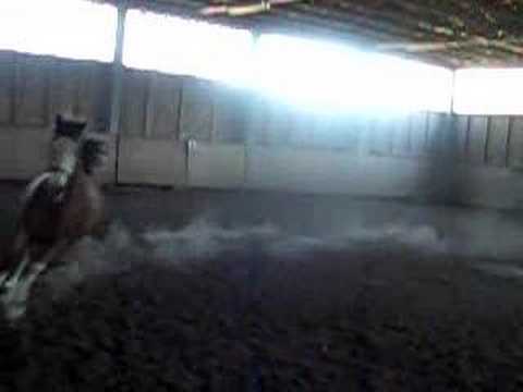 Joy | Laufenlassen Teil 3 | 02.05.2007