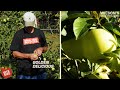Golden Delicious Apples Bite Size