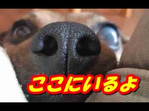 盲目の犬の世話